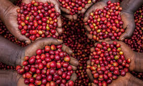 Coffee beans drying process