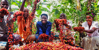 Coffee plantation landscape