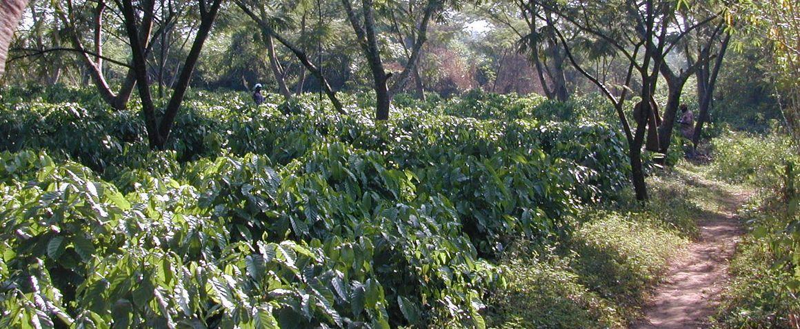 Environmental Protection, Agroforestry & Tree Planting photo 1