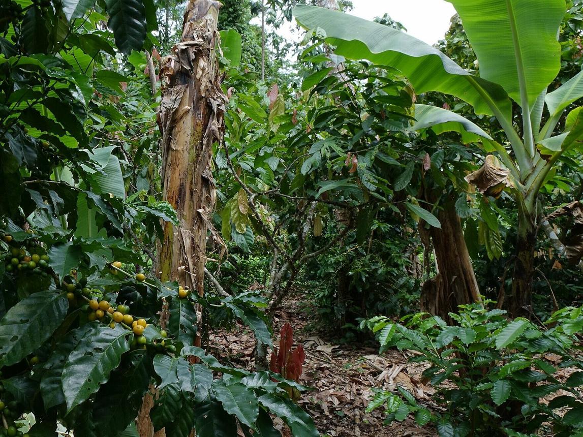 Environmental Protection, Agroforestry & Tree Planting photo 3